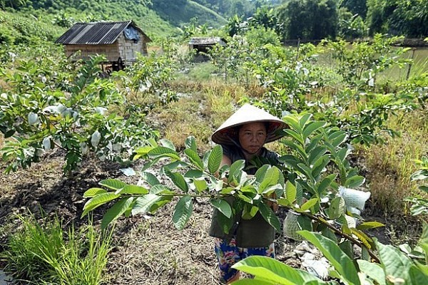 Webinar highlights Vietnam’s experience in poverty reduction