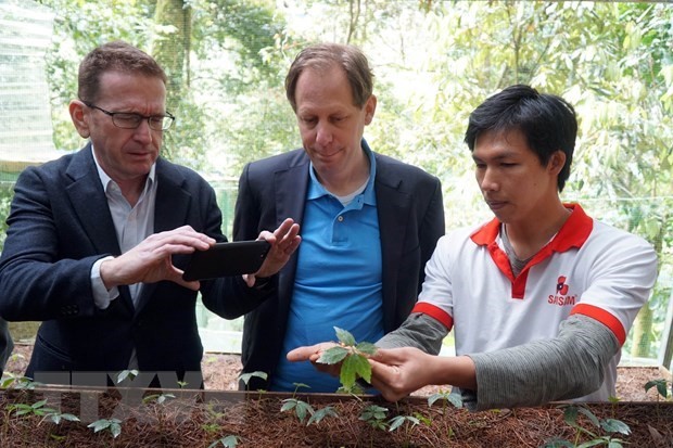 Foreign experts inspect Ngoc Linh ginseng cultivation in Quang Nam Foreign experts inspect Ngoc Linh ginseng cultivation in Quang Nam