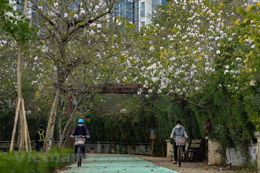 Hanoi bedecked in bauhinia flowers