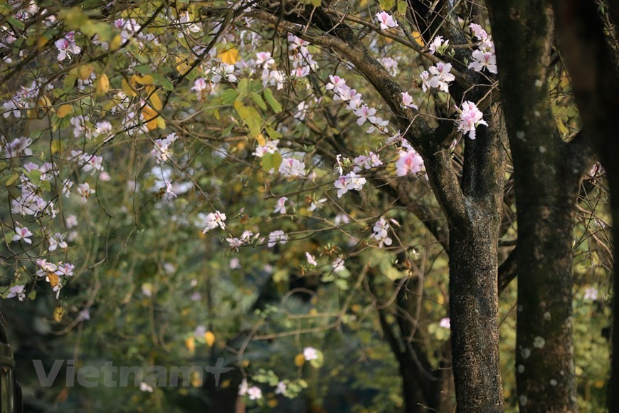 Hanoi bedecked in bauhinia flowers