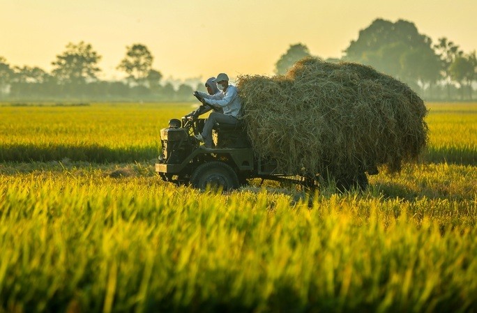 Vietnam's rice export to enjoy favourable conditions including high global demand in 2023