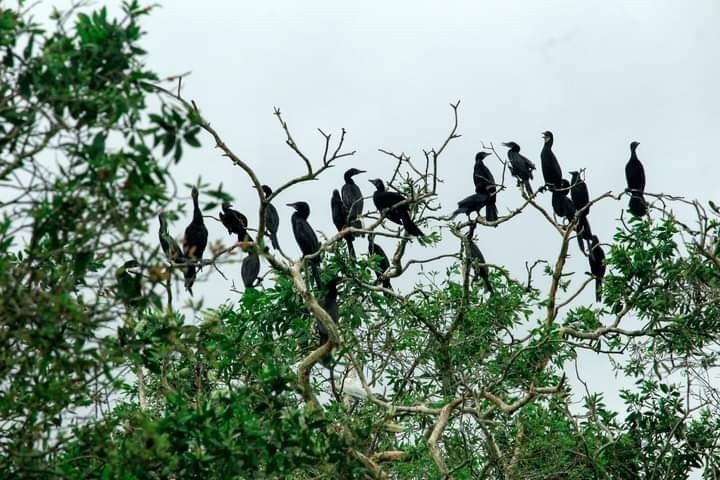 Cycling through the forest, visitors can have close contact with rare species of storks
