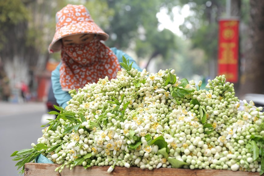 Aroma of pomelo flowers spreading around Hanoi streets