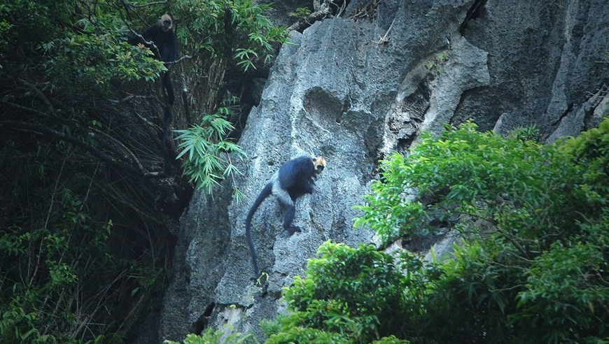 Concerted efforts taken to limit decline, extinction of wildlife species Concerted efforts taken to limit decline, extinction of wildlife species