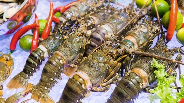 Chinese market favours Vietnamese lobster