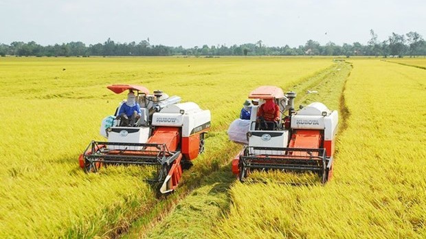 Institute works hard on improving specialty rice varieties