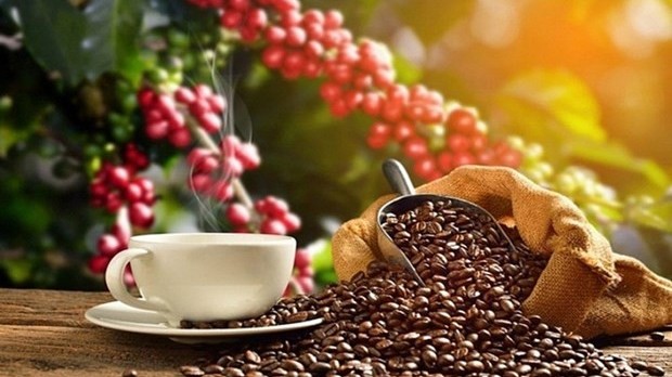 Vietnamese coffee exports to Netherlands enjoy three-digit growth