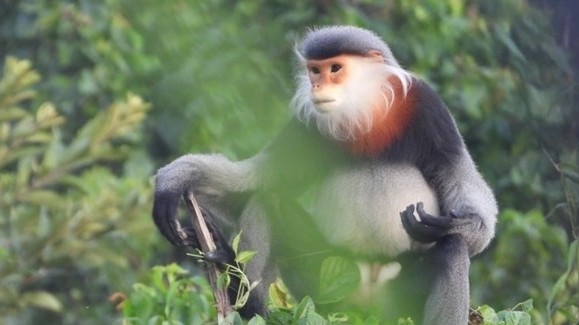 Efforts taken to protect gray-shanked douc langurs in Phu Yen