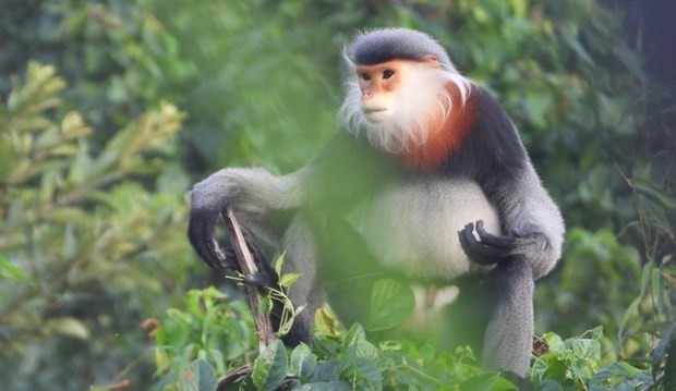 Efforts taken to protect gray-shanked douc langurs in Phu Yen