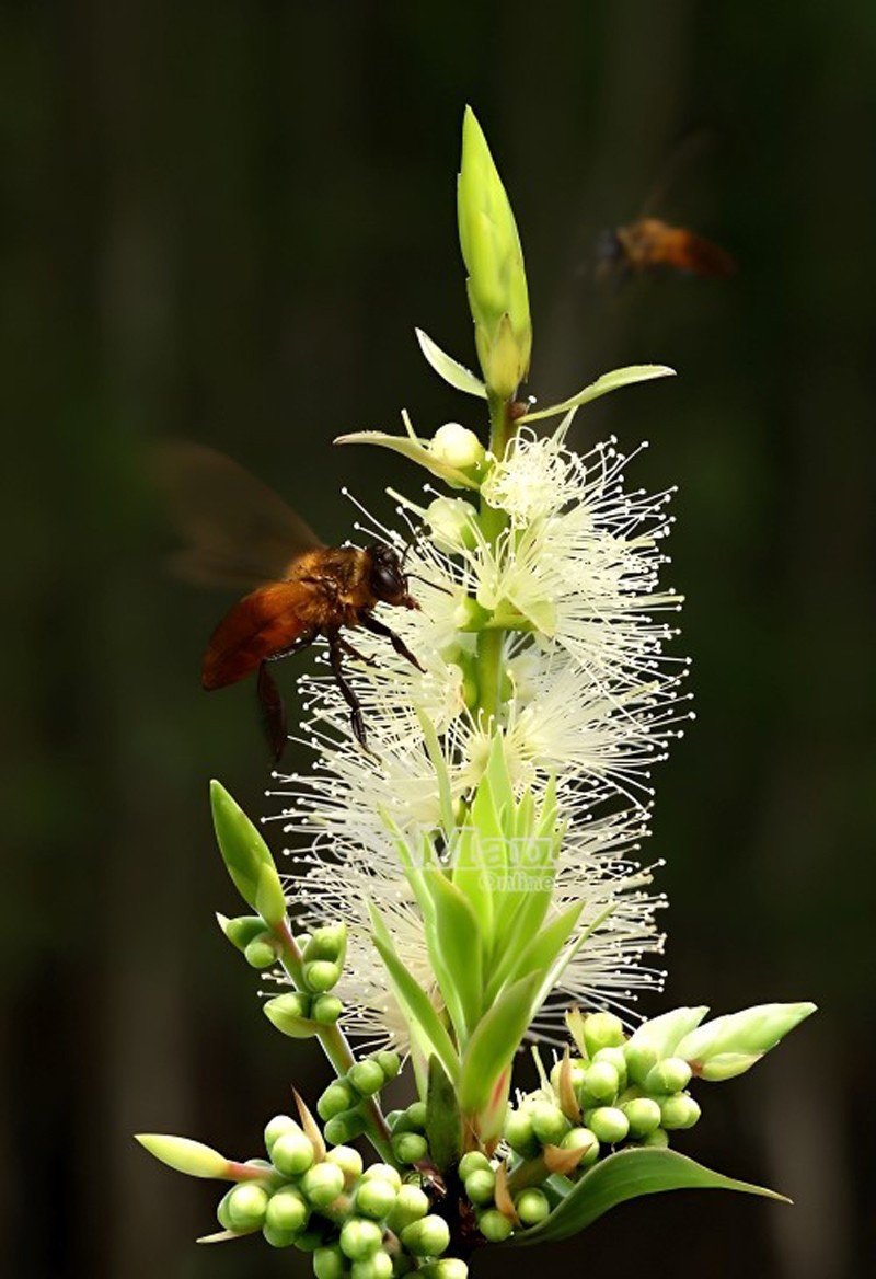 Tra Su Melaleuca Flower Honey: Best honey from pristine Melaleuca forests in An Giang