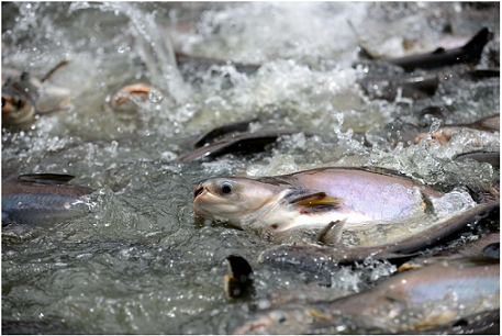 The pangasius industry, which has experienced ups and downs, has now reached out to the big sea.