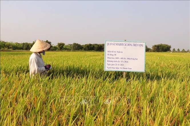 Research institute, agri-business cooperate in developing purebred rice varieties | Sci-Tech | Vietnam+ (VietnamPlus)