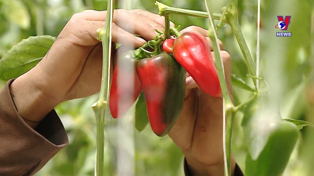 High-tech vegetable farming brings economic efficiency | Business | Vietnam+ (VietnamPlus)