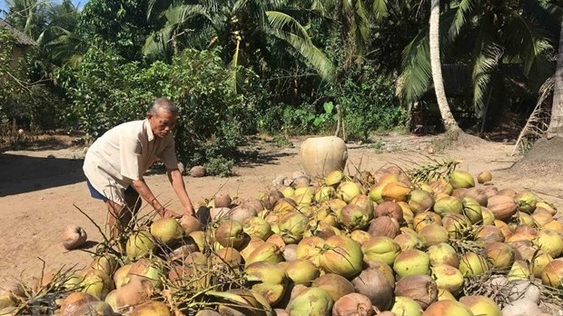 Tra Vinh encourages expanding organic coconut plantation
