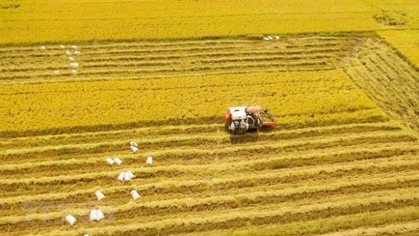 Vietnamese rice industry to enjoy favourable factors in 2023: Experts