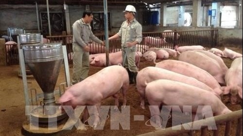 Project helps improve pork safety in Vietnam