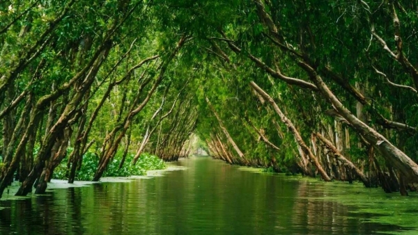 Tra Su Melaleuca forest of Vietnam - "Amazon forest" of Vietnam