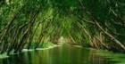 Tra Su Melaleuca forest of Vietnam - 