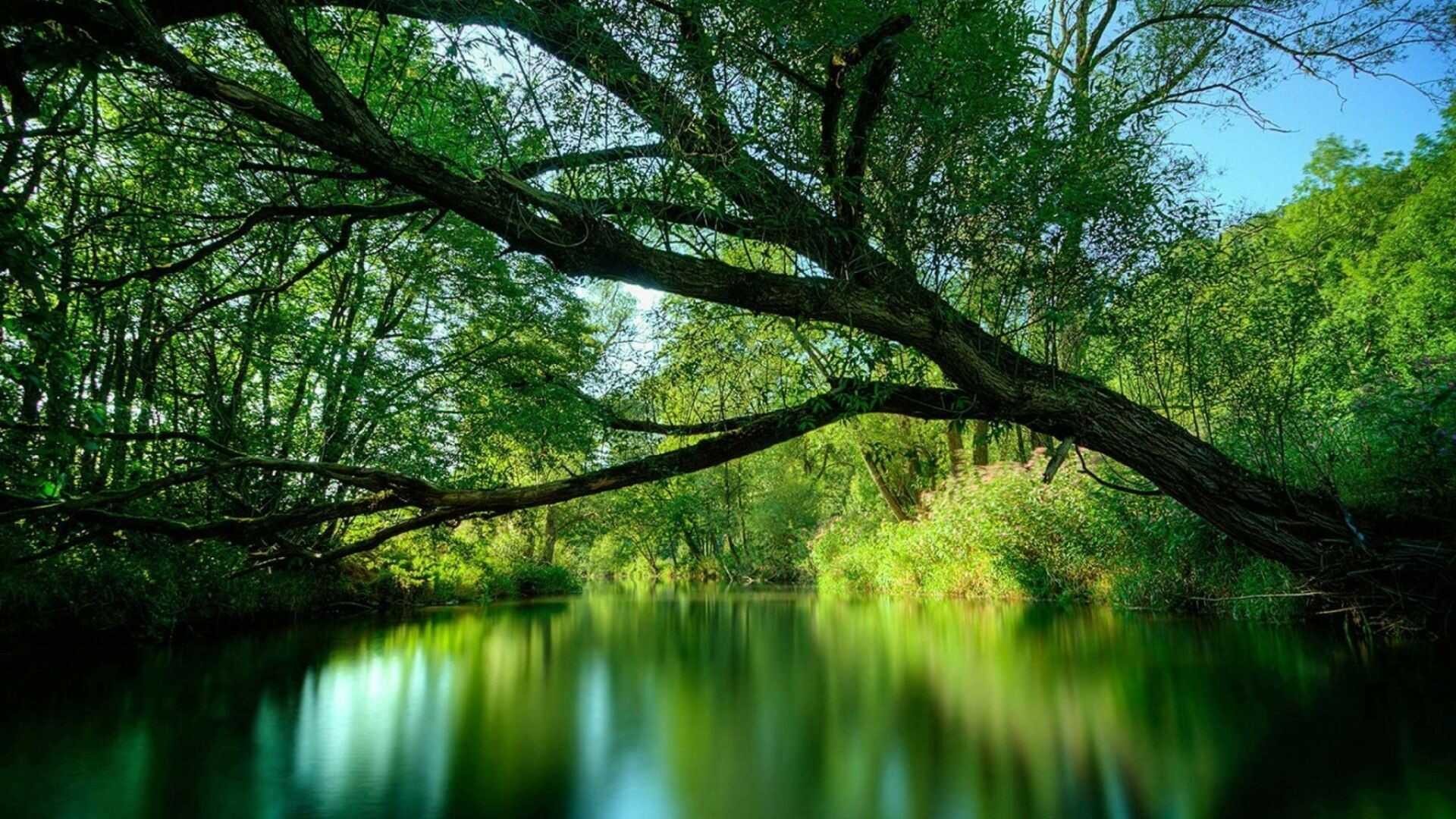 Amazon forest Amazon forest