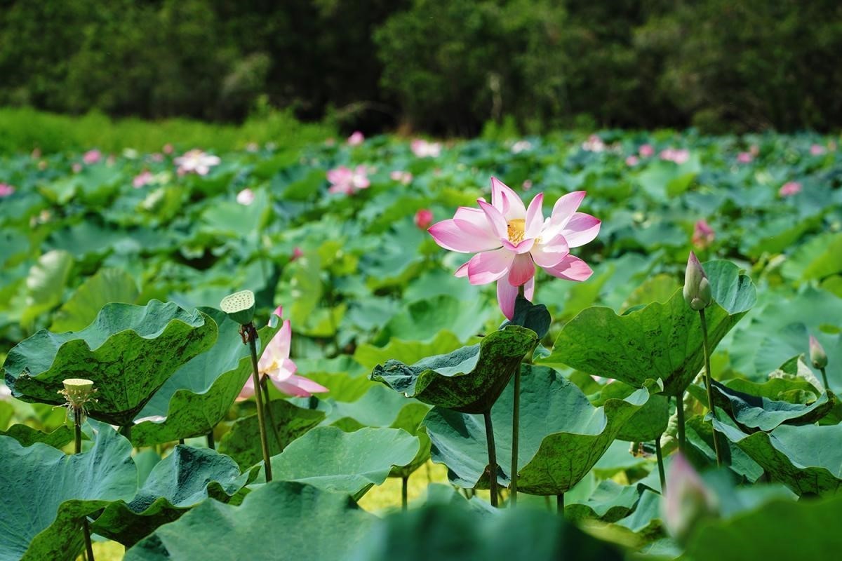 Tra Su Melaleuca forest of Vietnam - 