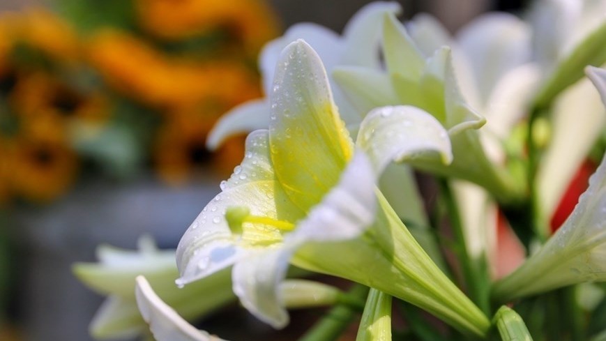 Easter lily - pure beauty of Hanoi capital