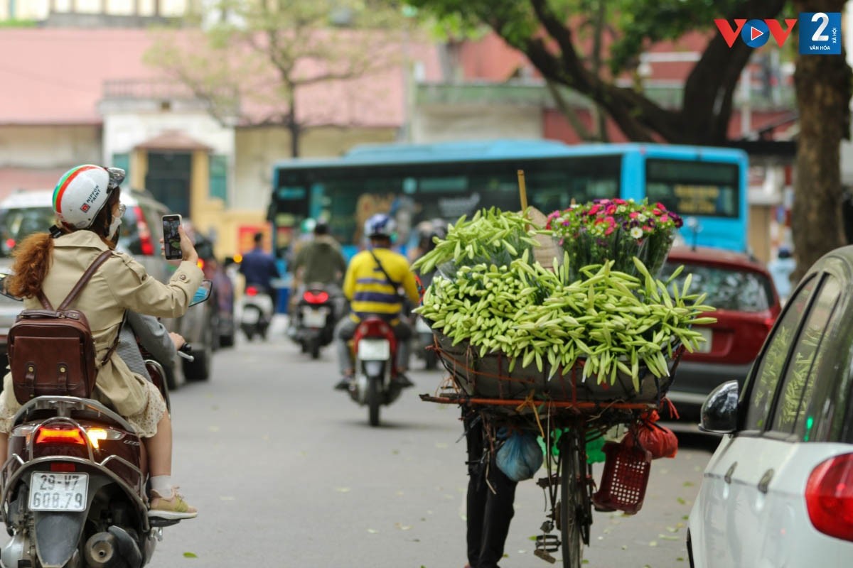 The vibrant Hanoi in early summer suddenly becomes much more poetic and romantic thanks to the presence of Easter lily vendors, most popular on the streets of Thuy Khue, Phan Dinh Phung, Lang Ha, Thanh Nien, Giang Vo... (Photo: VOV)