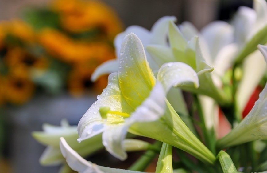 The pure beauty of lilies. (Photo: VNA)