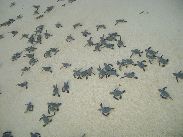 Sea turtle nesting season starts at Con Dao National Park