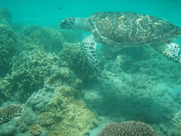 Sea turtle nesting season starts at Con Dao National Park