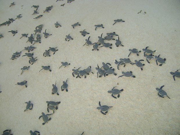 Sea turtle nesting season starts at Con Dao National Park Sea turtle nesting season starts at Con Dao National Park