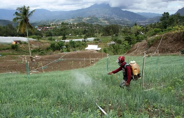 A man sprays pesticides on his red onion field in Salu Dewata village in South Sulawesi on April 30, 2023. (Photo: Antara)
