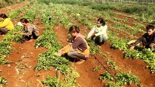 Efforts needed to help Vietnamese herbs go global: Ministry of Health