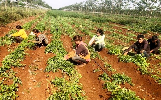 A medicinal herb growing garden according to GACP-WHO standards in Chu Pong commune, Chu Se district, Central Highlands province of Gia Lai (Photo: Nhandan.vn)