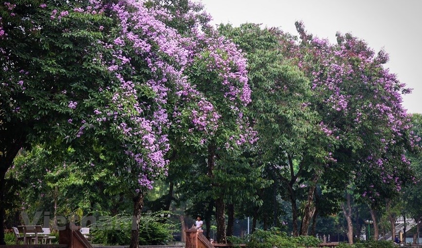 Purple crepe myrtle trees bloom along Hanoi streets