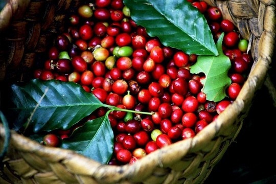 Gia Lai province focuses on specialty coffee branding | Business | Vietnam+ (VietnamPlus) Gia Lai province focuses on specialty coffee branding | Business | Vietnam+ (VietnamPlus)