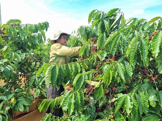 Gia Lai province focuses on specialty coffee branding | Business | Vietnam+ (VietnamPlus) Gia Lai province focuses on specialty coffee branding | Business | Vietnam+ (VietnamPlus)