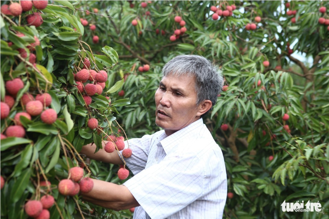 More efforts needed to send lychees to the US | Videos | Vietnam+ (VietnamPlus)