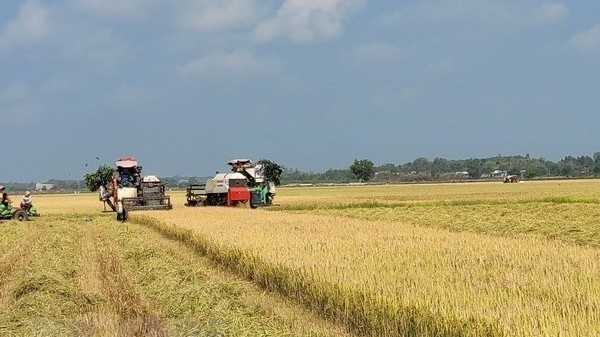 Strategy on rice export market development until 2030 approved