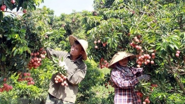Vietnam seeks to expand overseas markets for lychees, longans: MOIT