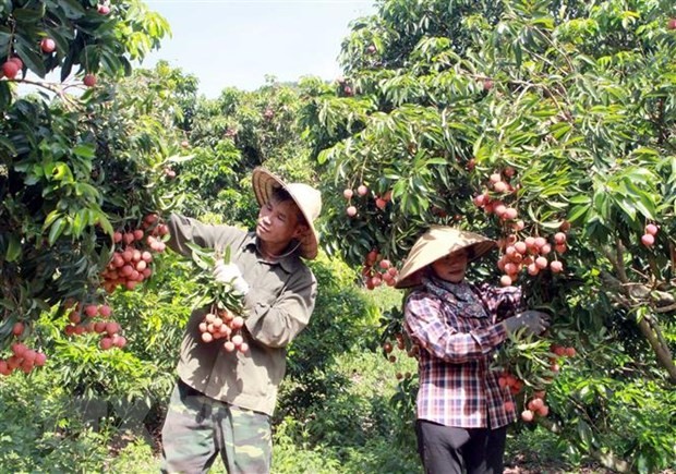 Vietnam seeks to expand overseas markets for lychees, longans: MOIT