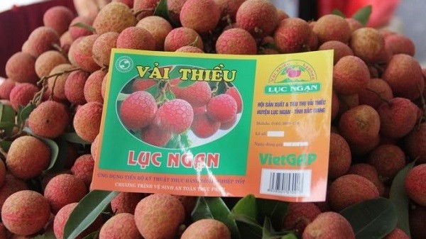 Bac Giang to export lychee via Kep railway station