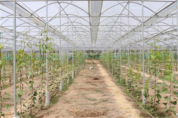 Ninh Thuan turning high-tech agriculture into economic spearhead | Business | Vietnam+ (VietnamPlus)