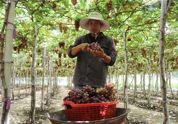 Ninh Thuan turning high-tech agriculture into economic spearhead | Business | Vietnam+ (VietnamPlus)