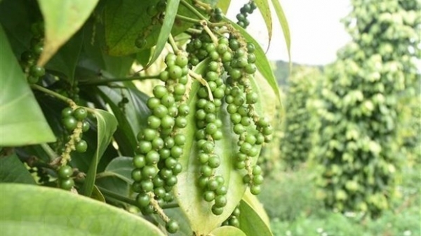 Pepper exports increase 30%