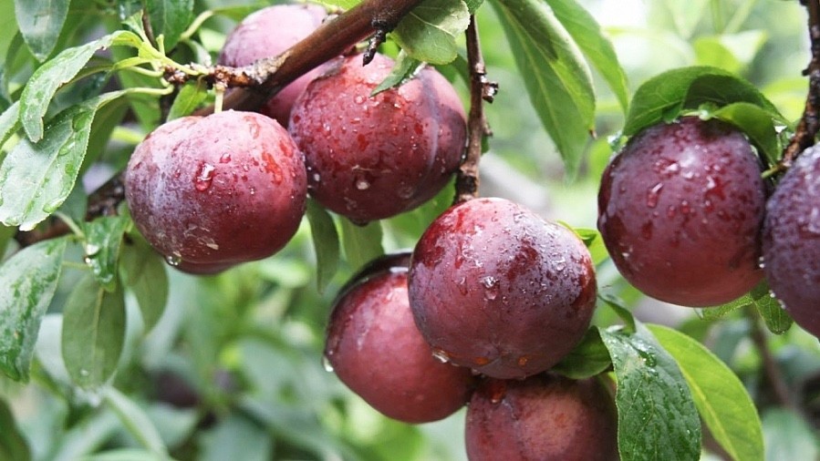 Son La's plum to be served on Vietnam Airlines flights
