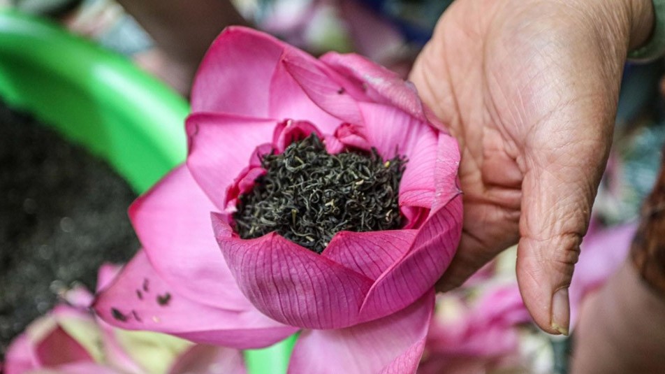 Experiencing lotus tea making in West Lake, Hanoi