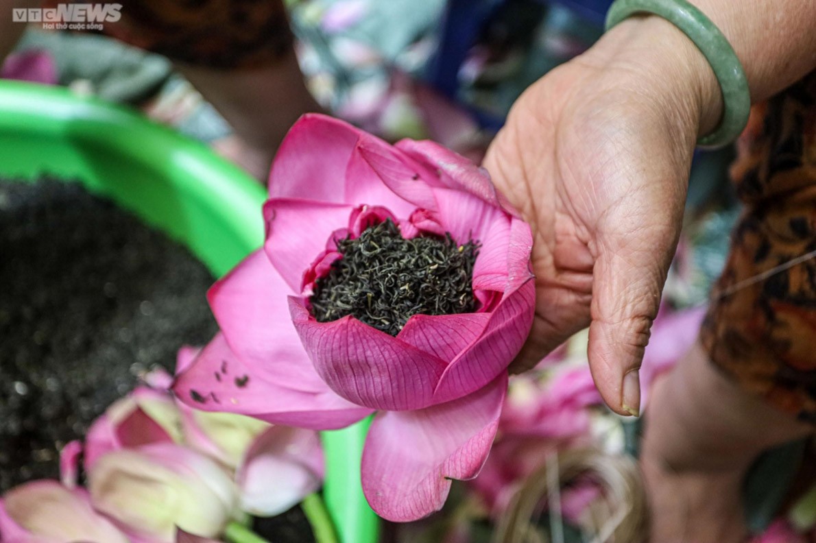 Experiencing lotus tea making in West Lake, Hanoi