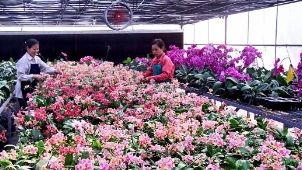 High tech in flower growing brings income for locals in Hanoi