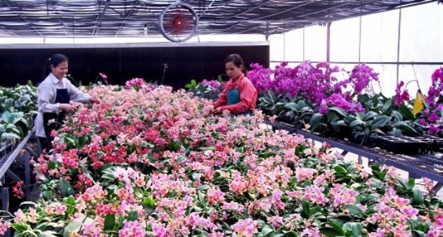 High tech in flower growing brings income for locals in Hanoi