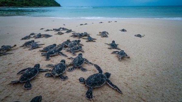 “Sea turtles belong to the ocean” - Short film calling for sea turtle protection released